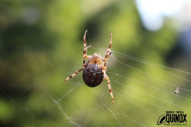 Snack is coming! (Araneus diadematus).