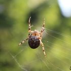 Snack is coming! (Araneus diadematus).