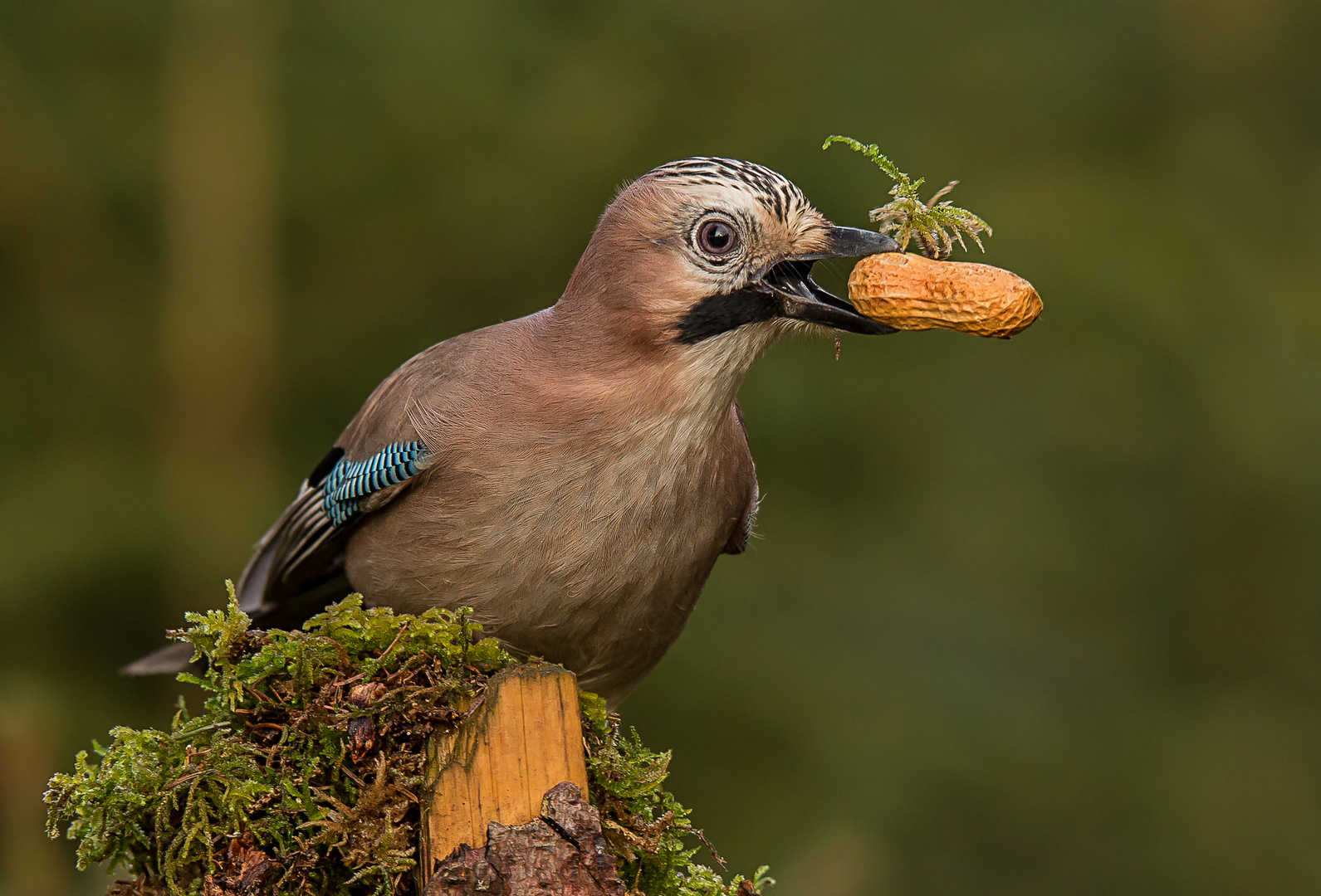 Snack mit Grünzeug