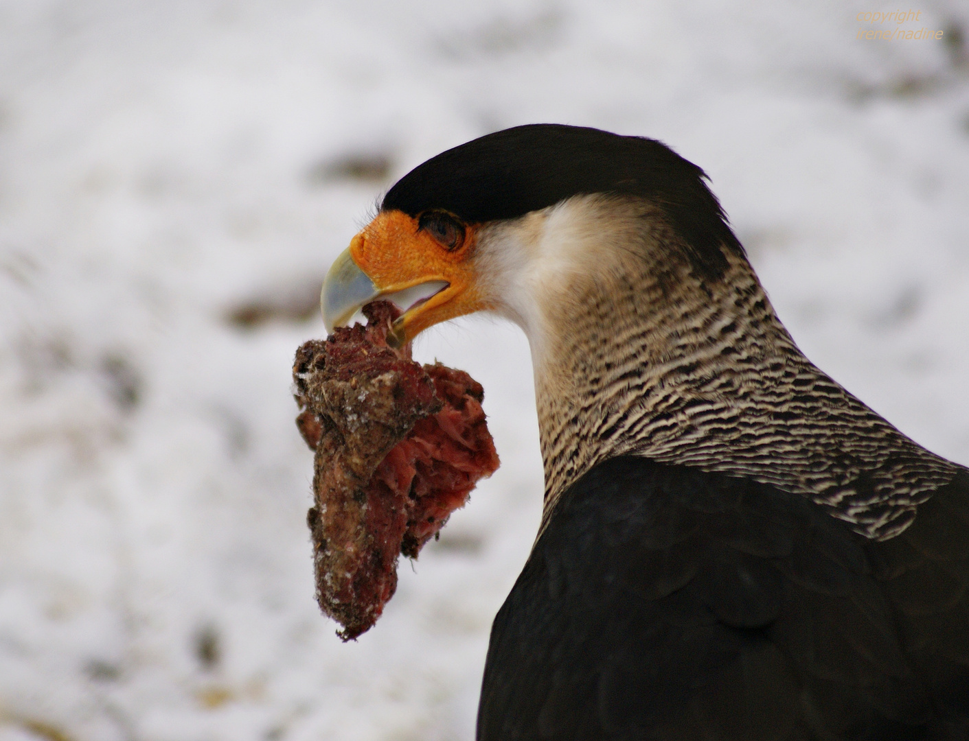 SNACK-TIME