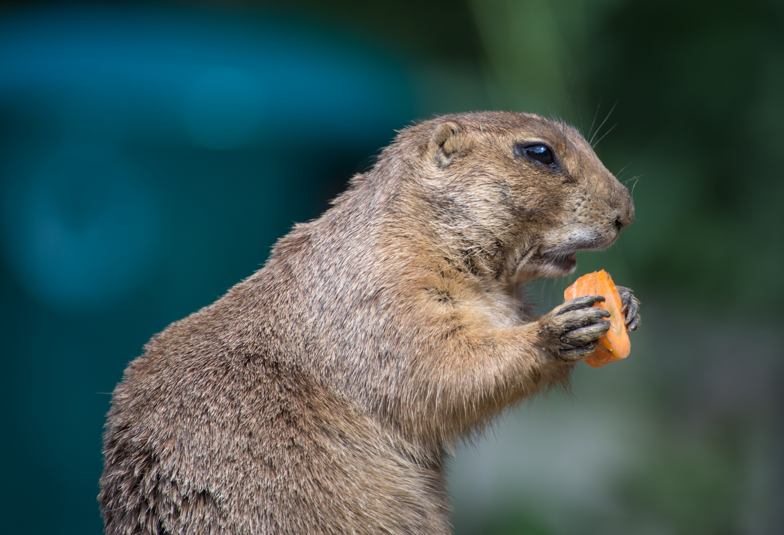 Snack zwischen durch 