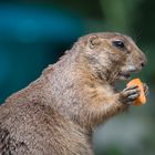 Snack zwischen durch 