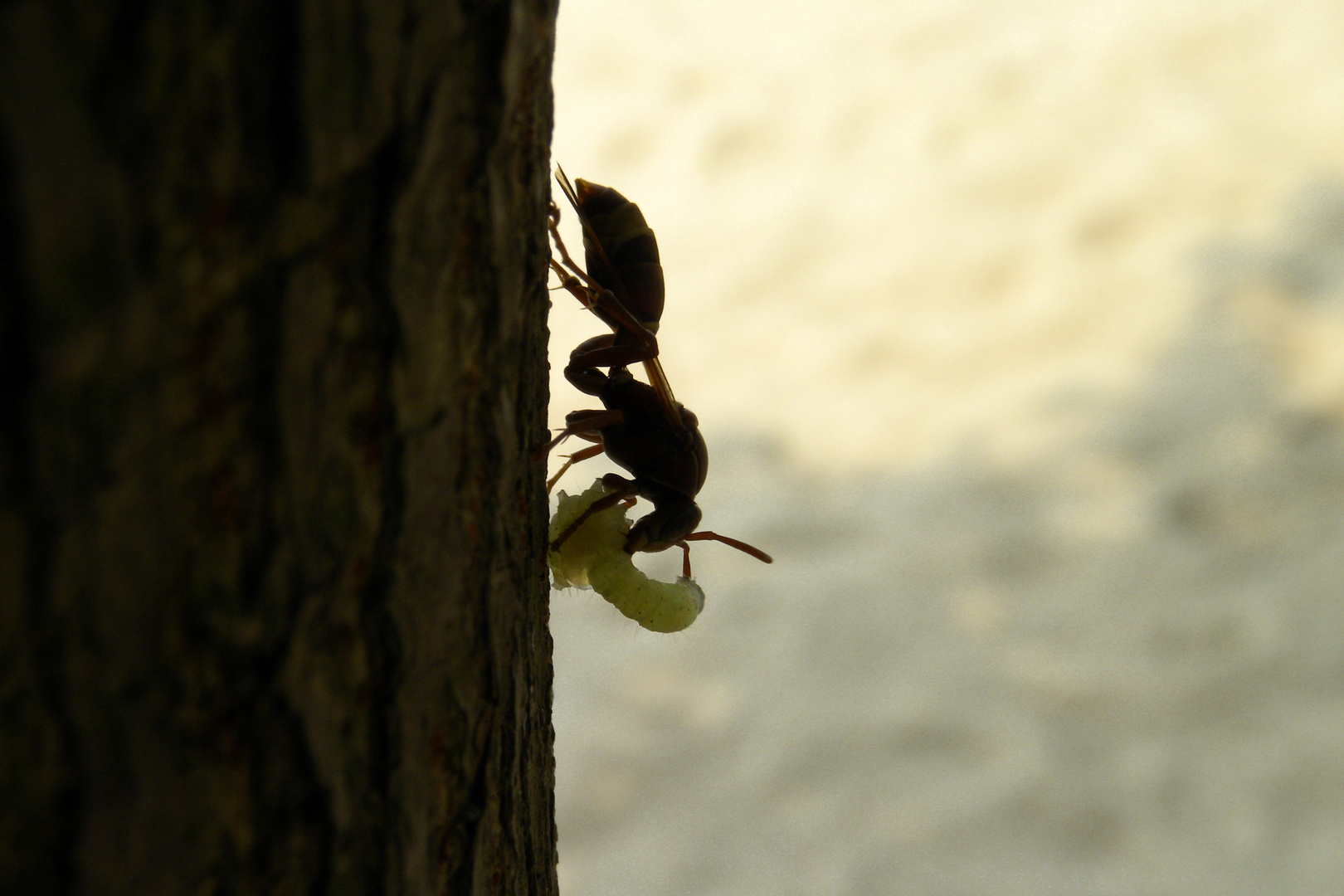 Snacking Wasp