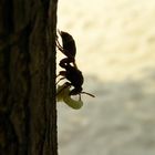 Snacking Wasp