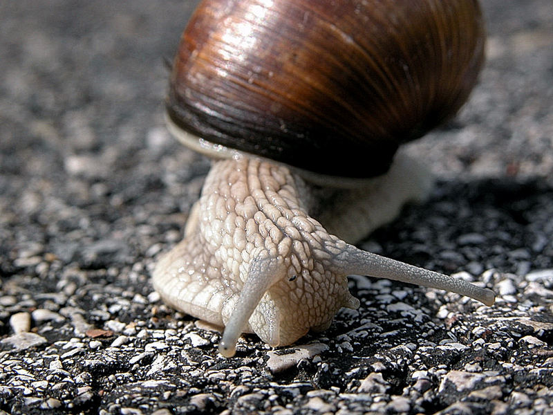 snail