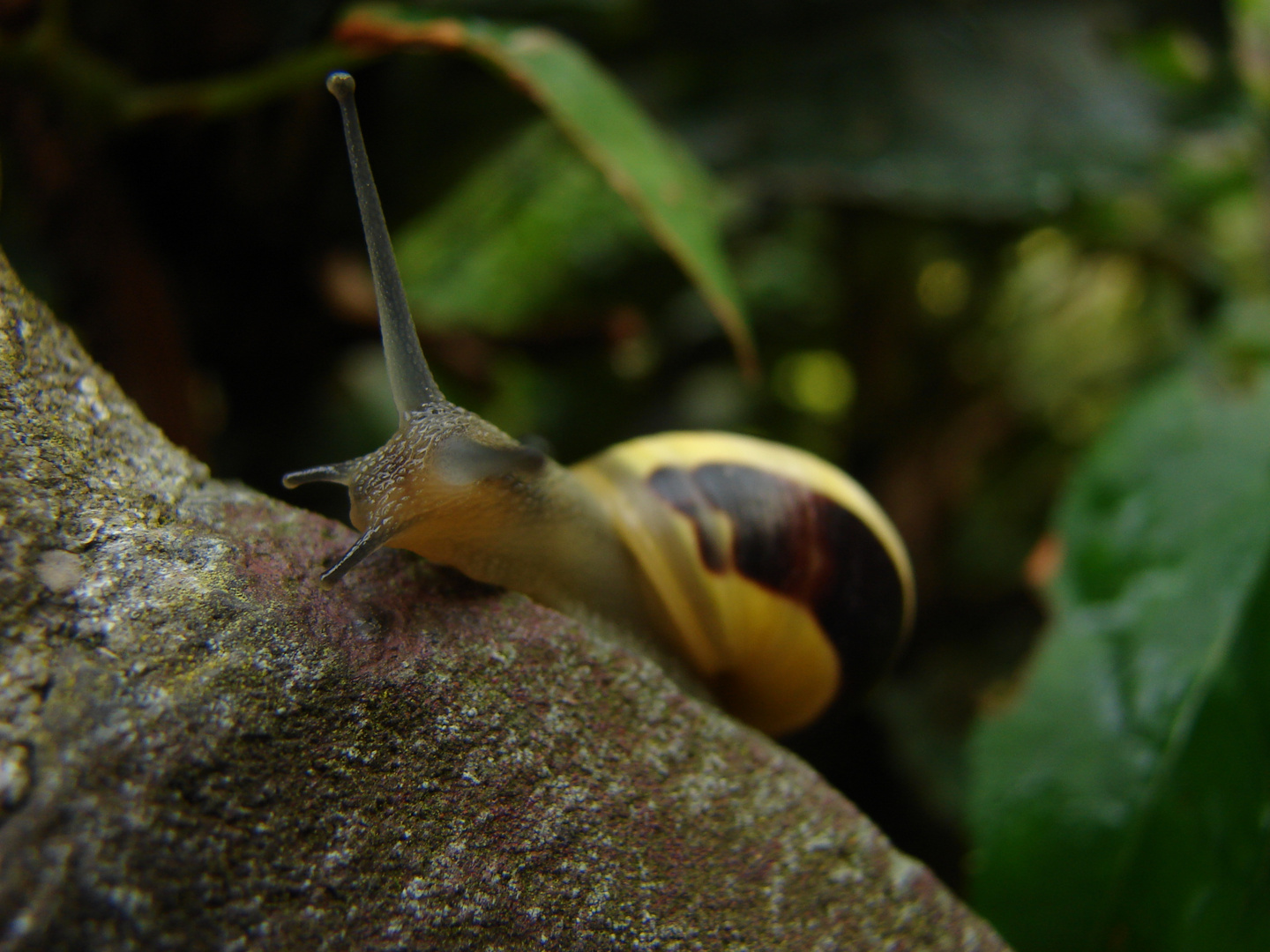 Snail