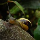 Snail