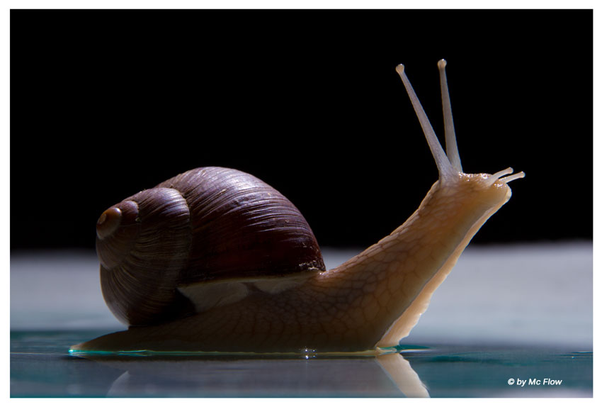 Snail