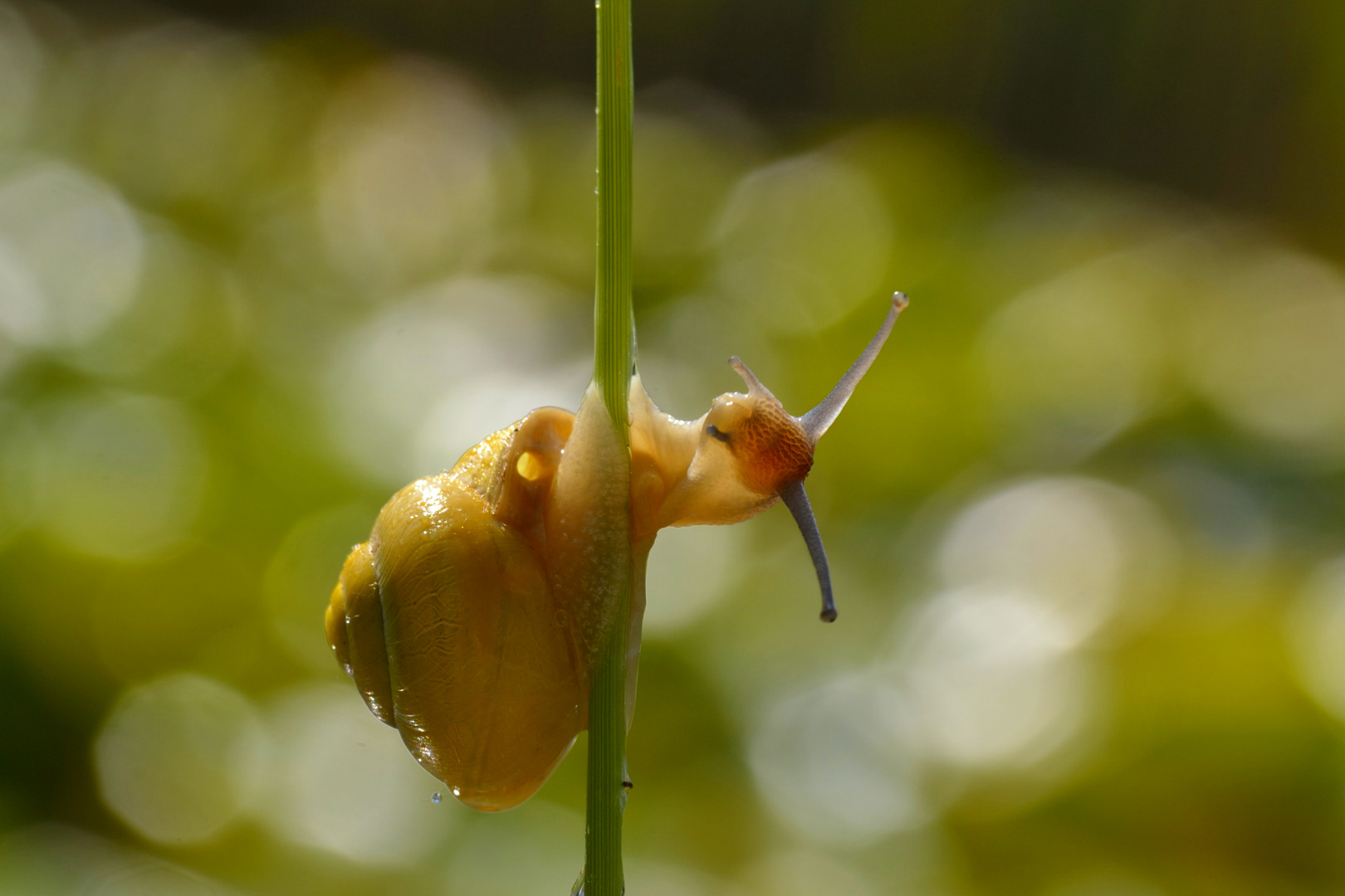 Snail 1