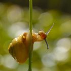 Snail 1