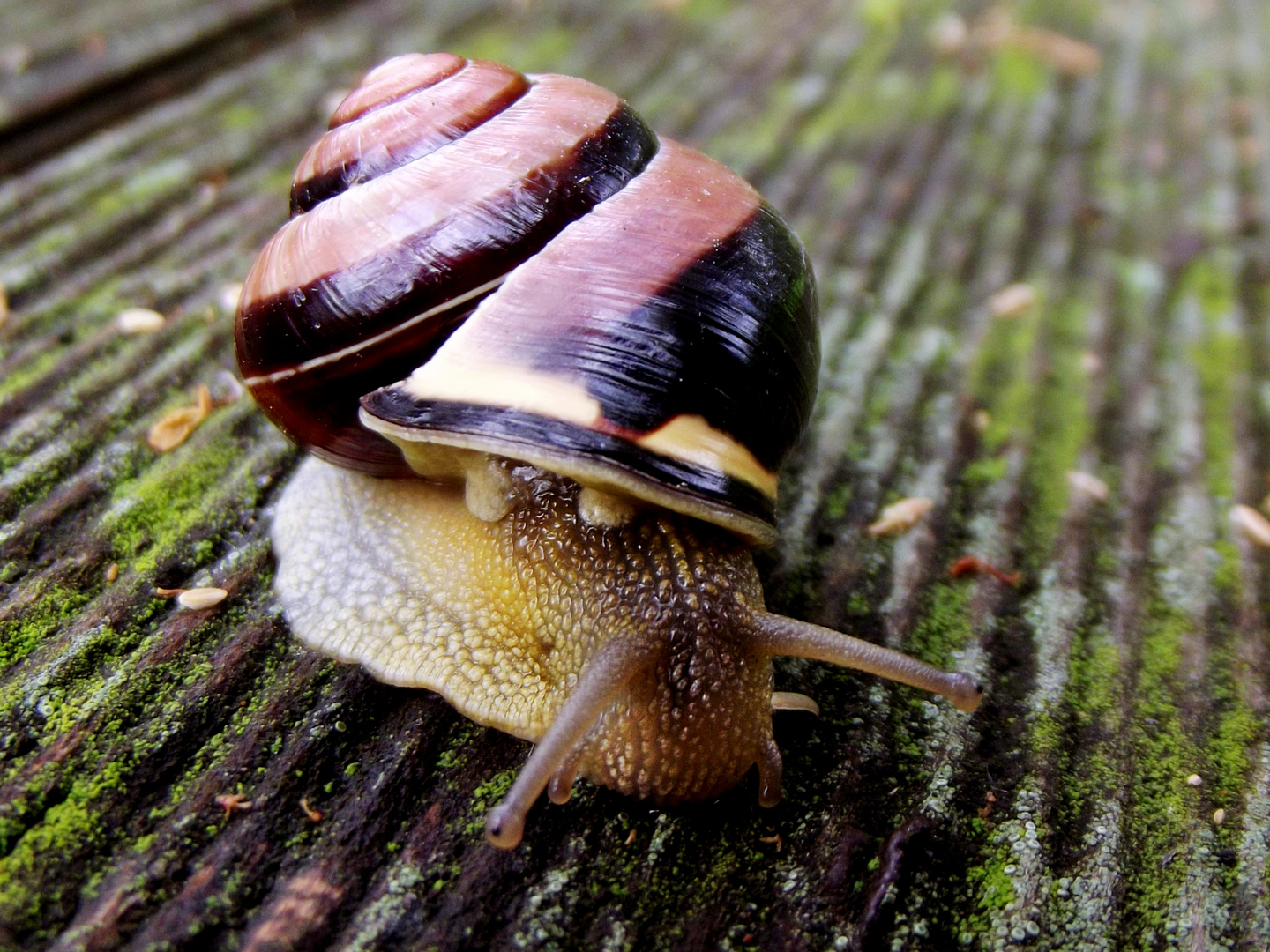 snail 1