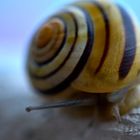 Snail