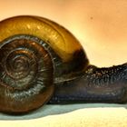 snail