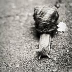 Snail..