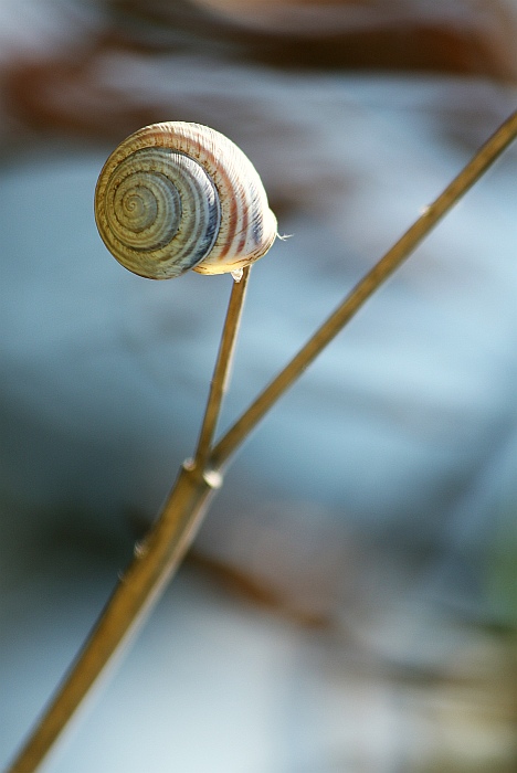 Snail