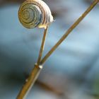 Snail