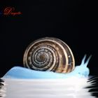 SNAIL