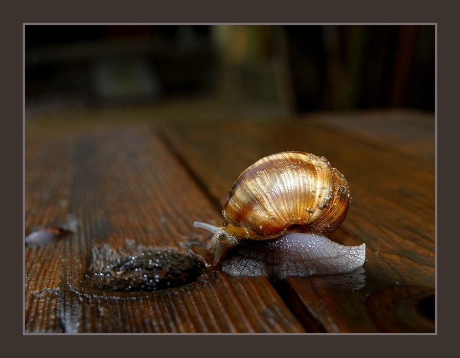 Snail   --2--