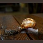 Snail   --2--