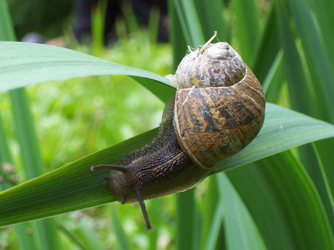 snail