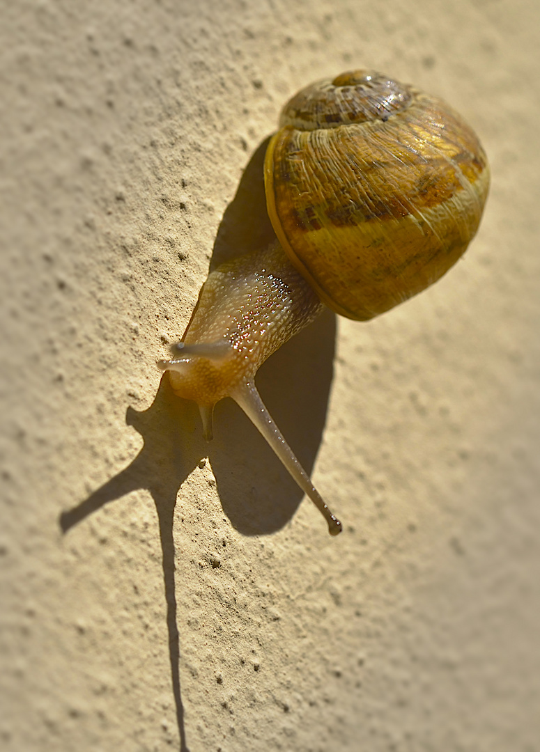 snail