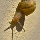 snail