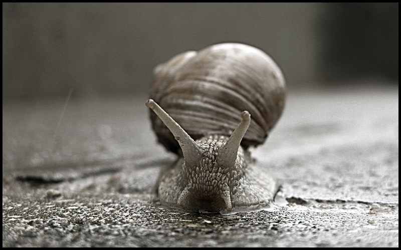 Snail