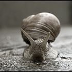 Snail