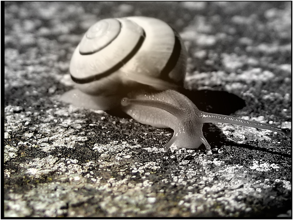 Snail