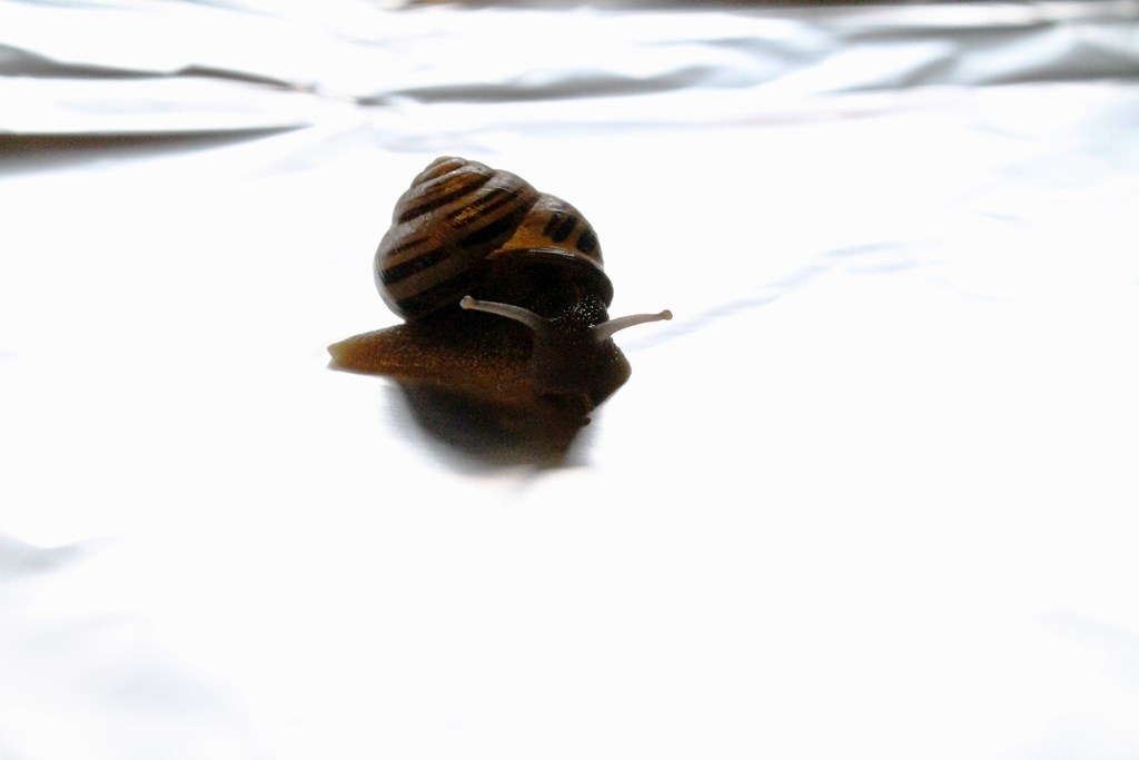 snail