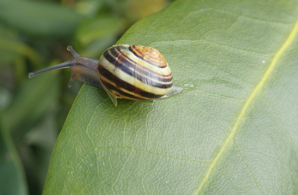 snail