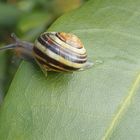 snail