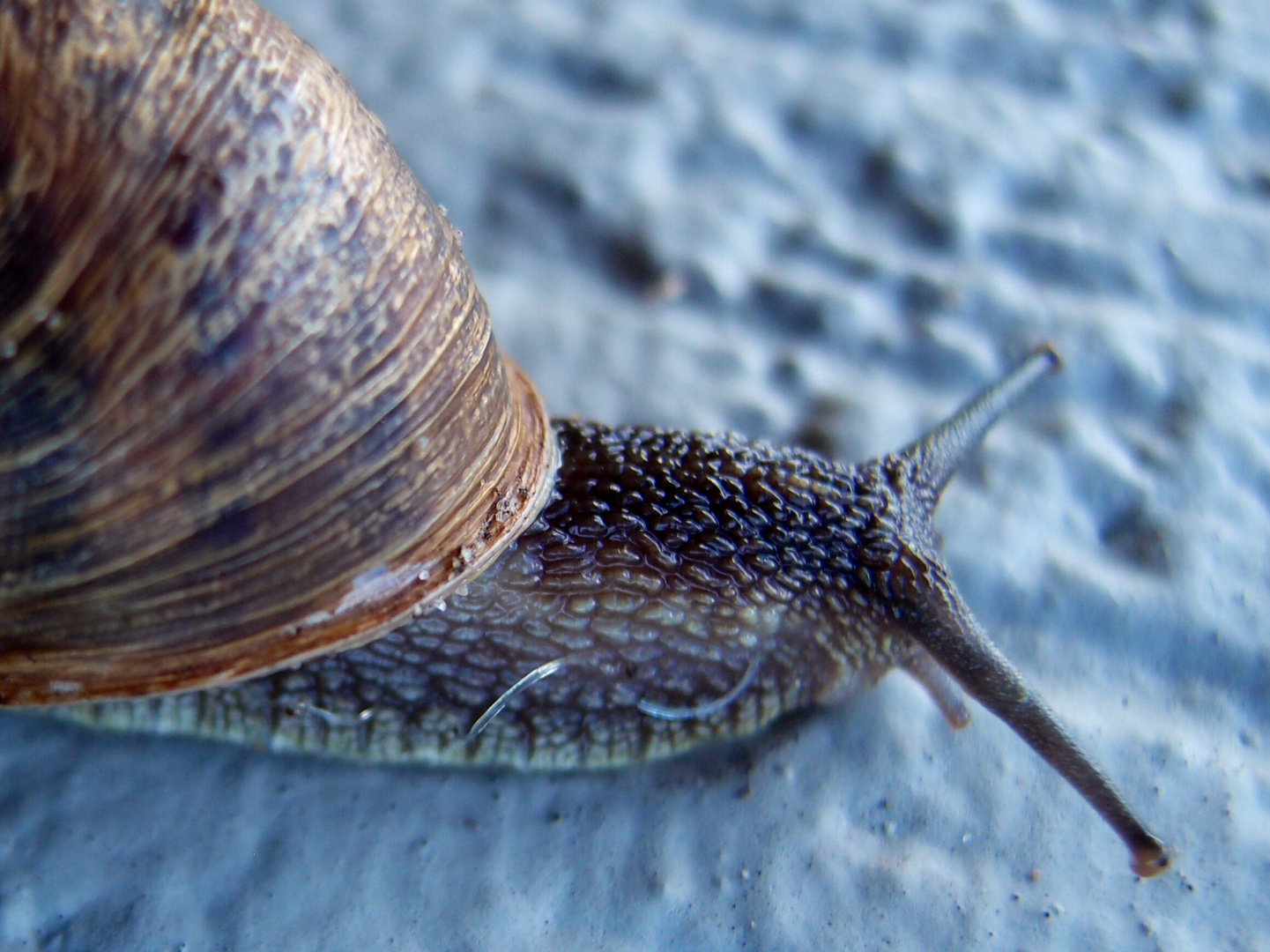 Snail.