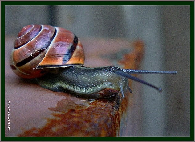 Snail