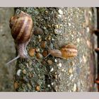 Snail -- 5 --