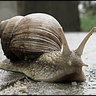 Snail