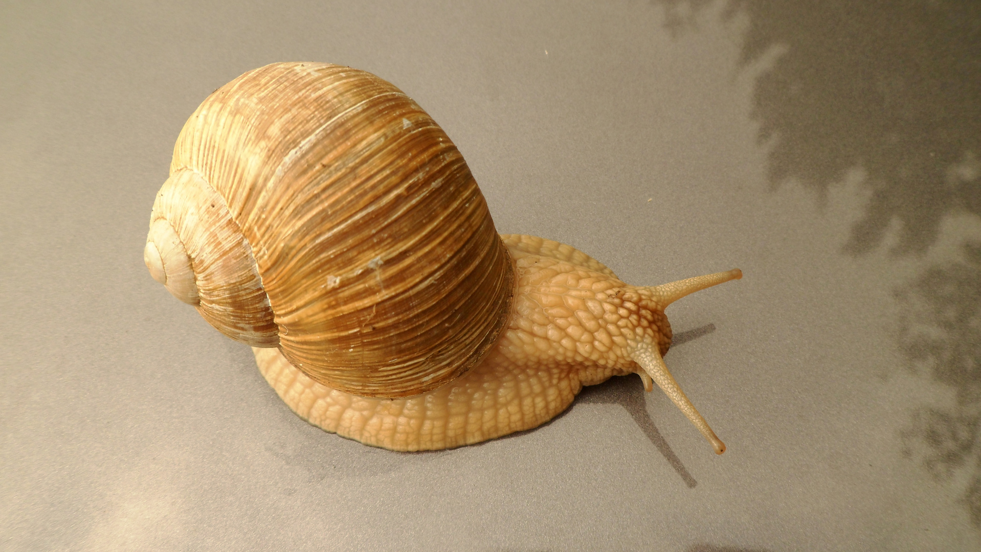 Snail