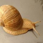 Snail