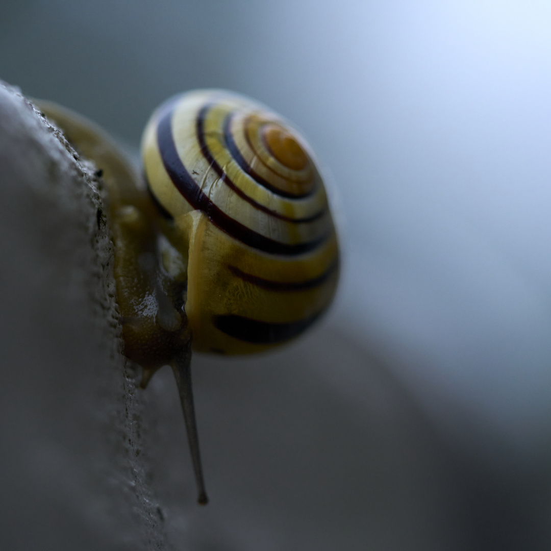 Snail