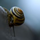 Snail