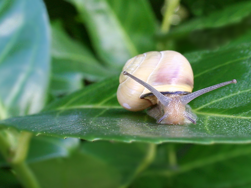 Snail