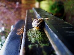 Snail