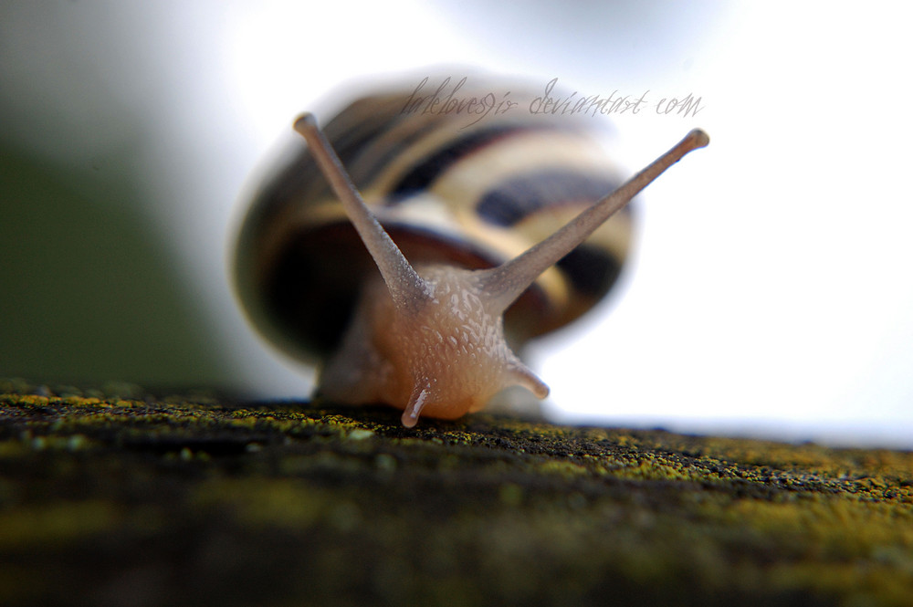 Snail.