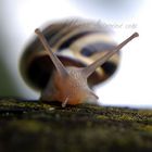 Snail.