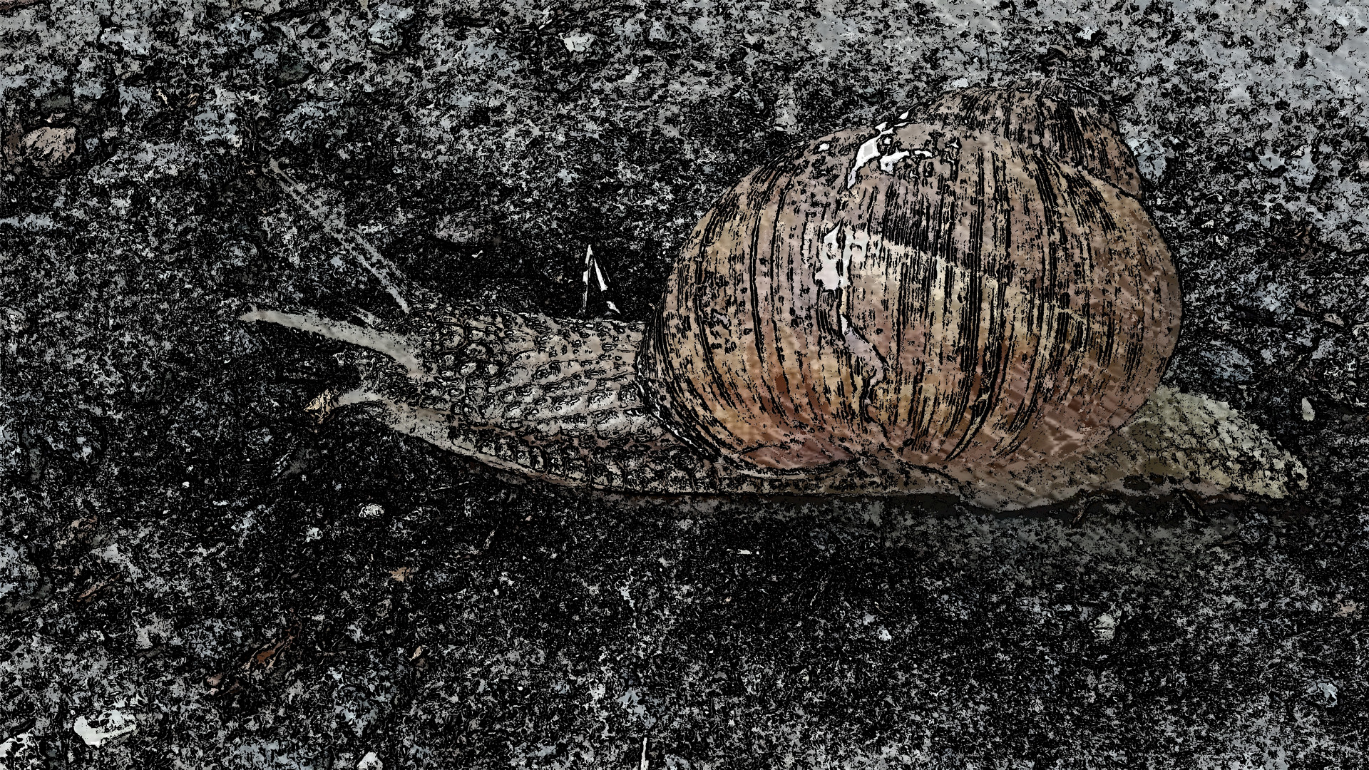 snail