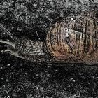 snail