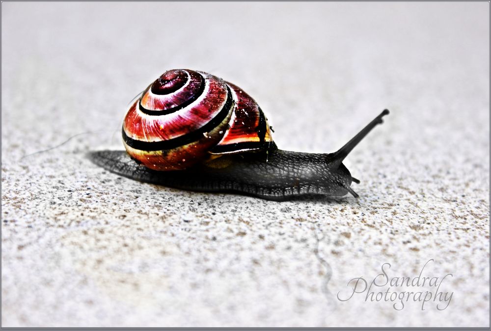 Snail