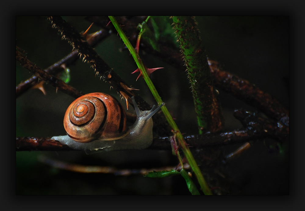 Snail ... after the rain