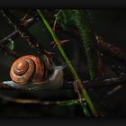 Snail ... after the rain