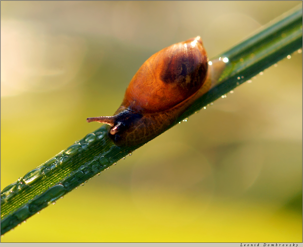 Snail and dewdrops